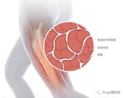 放松解壓好助手 麥瑞克超感知筋膜槍EVO深度使用體驗