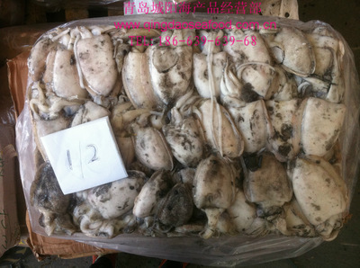青島冷凍墨魚批發 無泡水100/200g規格，品質與保鮮的雙重保障
