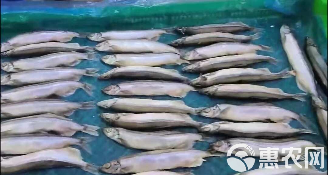 多春魚 滿籽新鮮，冷凍鎖住海洋的饋贈